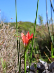 Romulea obscura