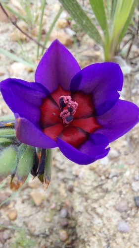 Image of Babiana regia by (c) Jacques van der Merwe, some rights reserved (CC BY-SA)
