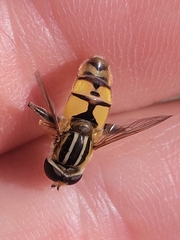 Helophilus latifrons
