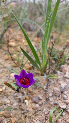 Image of Babiana regia by (c) Jacques van der Merwe, some rights reserved (CC BY-SA)
