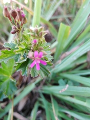 Pelargonium grossularioides
