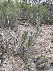 Stenocereus gummosus