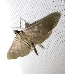 Herpetogramma sphingealis