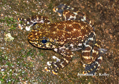 Amolops hongkongensis