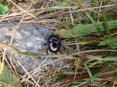 Trypocopris pyrenaeus