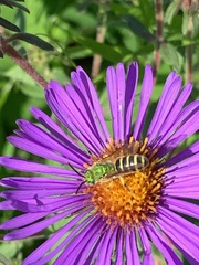 Agapostemon virescens