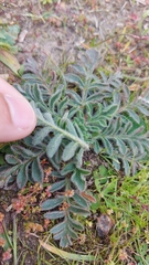 Pelargonium auritum auritum