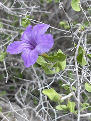Ruellia californica