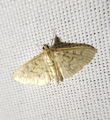 Herpetogramma