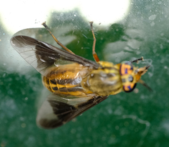 Chrysops