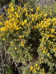 Ulex europaeus