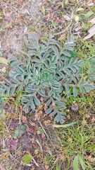 Pelargonium auritum auritum