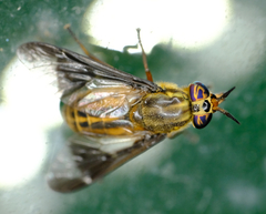 Chrysops