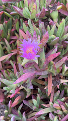 Carpobrotus chilensis