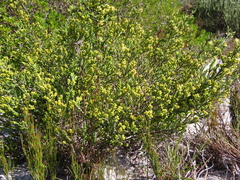 Passerina