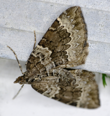 Eulithis explanata