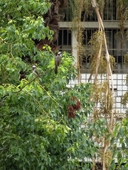 Pycnonotus sinensis formosae