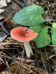 Russula rhodocephala