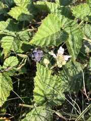 Rubus caesius