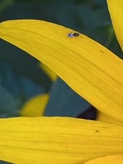 Cynipoidea