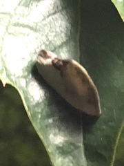 Cilix glaucata
