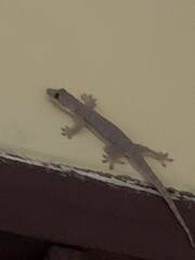 Hemidactylus platyurus