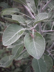 Pyrus