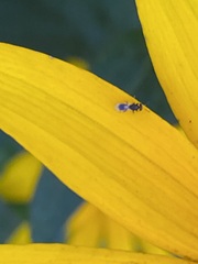 Cynipoidea
