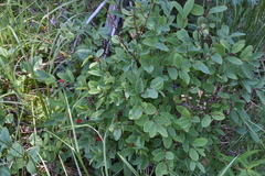 Lonicera utahensis