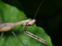 Statilia maculata