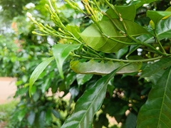 Daphnis nerii