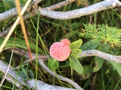 Exobasidium rhododendri