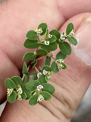 Euphorbia polycarpa