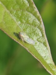 Cicadella viridis