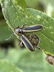 Trirhabda canadensis