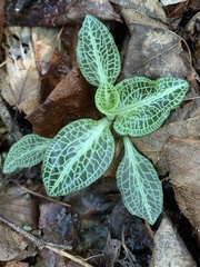 Goodyera pubescens
