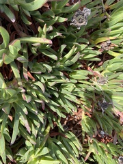Carpobrotus edulis