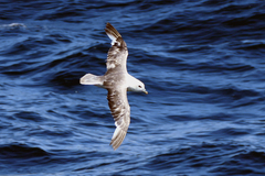 Fulmarus glacialis