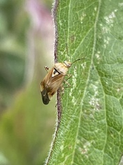 Lygus rugulipennis