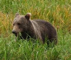 Ursus arctos middendorffi