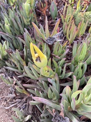 Carpobrotus edulis