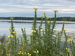 Oenothera biennis