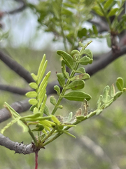 Bursera microphylla