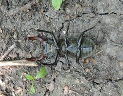 Lucanus cervus