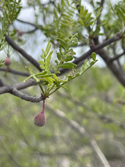 Bursera microphylla