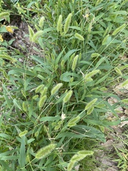 Setaria viridis