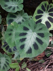 Colocasia