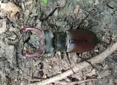 Lucanus cervus