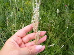 Melica transsilvanica
