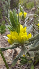 Xiphotheca lanceolata